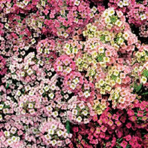 BPA 500 Seeds Sweet Alyssum Pastel Carpet Mix Lobularia Maritima Flower From USA - £7.84 GBP