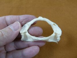 (SJ-00-124) Rare 2-1/8&quot; Bamboo SHARK jaw t**th jaws Chiloscyllium ichtho... - €14,31 EUR