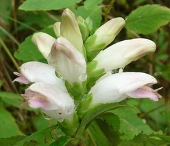 50+ Chelone Glabra White Turtle Head Flower Seeds Shade Loving  - £7.85 GBP