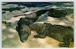 Postcard Weeki Wachee Springs Florida Alligators Flowers Mermaid Show Chrome - £5.36 GBP