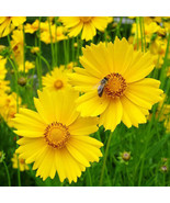 MX Lance Leaf Coreopsis Seeds Non GMO 1272 Bulk Seed - $9.95