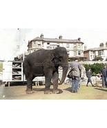 iwc021 - Circus Elephant on Sandown Beach , Isle of Wight - print 6x4 - $2.80