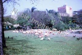 1969 Busch Gardens Flamingos Tampa 35mm Slide - £3.11 GBP