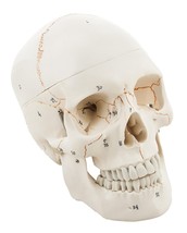 Life Size Premium Human Skull Model with Removable Calvarium, Anatomical... - £58.37 GBP