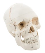 Life Size Premium Human Skull Model with Removable Calvarium, Anatomical... - £58.04 GBP