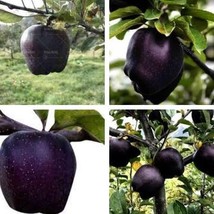 60 Seeds Black Diamond Apple Tree Plant Seeds - £12.31 GBP