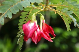 10 Seeds -Sesbania grandiflora -Red Hummingbird Tree-Read Description Below- -Or - £3.98 GBP