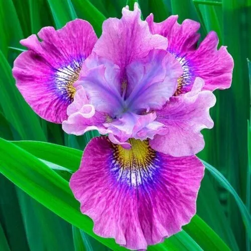 Heirloom 25 Iris Seeds Fragrant Flower Plant Fresh Garden - £7.85 GBP