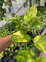 Golden Pothos Devil&#39;s Ivy 6 Leaves per 4 Inches Pot Live Plant - £7.05 GBP