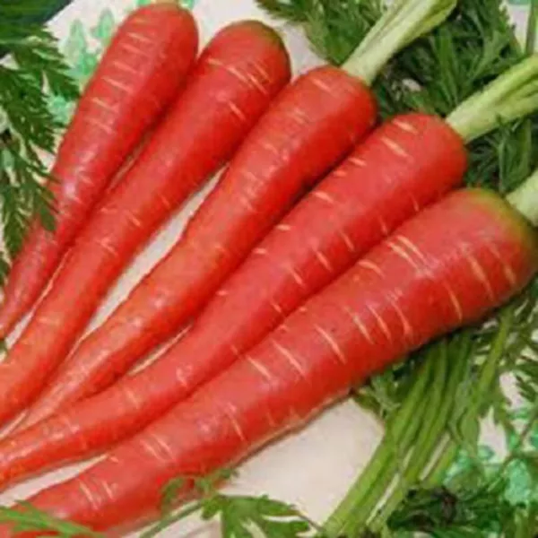 Top Seller 400 Atomic Red Carrot Daucus Carota Vegetable Seeds - $14.60