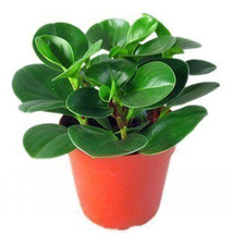 100 pcs Rare Chinese Rare Peperomia Plant Variety Bonsai Tree Garden Novel Plant - £4.37 GBP