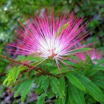 Calliandra eriophylla Pink Fairy Duster 10 seeds fluffy pink blooms desert shrub - £11.66 GBP