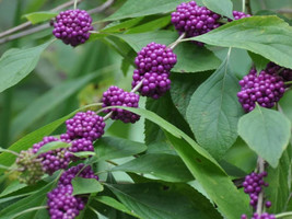 USA American Purple Beautyberry Shrub Flower Callicarpa Americana 40 Seeds - £8.43 GBP