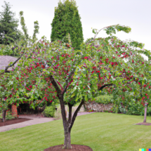 20 Evans Cherry Tree Seeds Prunus cerasus Evans Tasty Edible Tart Fruits - £6.76 GBP