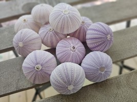 Pack Of 6 Nautical 2&quot; Purple Sea Urchin SeaShells Nautical Beach Decor - $18.00