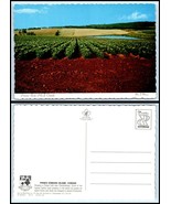 CANADA Postcard - Prince Edward Island, Potato Field near Charlottetown B7 - $2.96