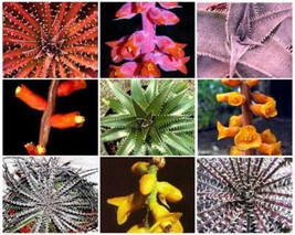 Dyckia VARIETY MIX @J@ exotic succulent hetchia cacti xeriscaping seed 2... - $9.89