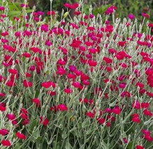 ArfanJaya Pink Lychnis Flower Seeds - £6.55 GBP