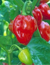 50 Heirloom Caribbean Red Habanero Hot Pepper,  Organic  2024 Season - £3.07 GBP