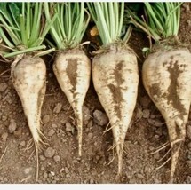 Sugar Beet Seeds 20 Ct Vegetable Non-Gmo Heirloom Usa Garden Usa Shipping - £5.96 GBP