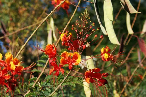 Mexican Redbird Red Bird Of Paradise Peacock Flower 5 Seeds Fresh Garden - £8.05 GBP