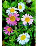 50 Seeds Erigeron Karvinskianus - Daisy Mexican - Ideal for Rockery - £1.62 GBP