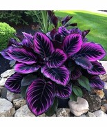 Beautiful Plant &#39;Purple Tip Calathea Couture&#39; Flower Indoor or Outdoor - HD - $6.09 CAD