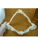(sj120-15) 15&quot; Goblin SHARK Mitsukurina owstoni jaw I love sharks jaws t... - $1,769.36 CAD