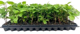 VP Apache Blackberry Plant - Live Starter Plants - Rubus - Fruit Trees F... - £38.02 GBP