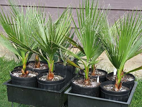 5 Mexican Fan Palm Seeds-1086