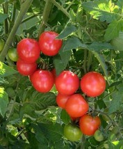 20 Organic Chadwick Cherry Tomato Seeds Sweet Juicy Fresh Seeds USA - $17.00