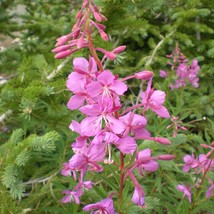 Fireweed Seeds Rosebay Willowherb Epilobium Angustifolium Herb Seeds Fresh Seeds - $7.40