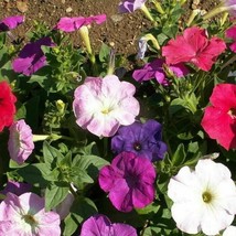 1000 Petunia Seeds Dwarf Mix Nana Compacta Seeds USA Fast Shipping - £10.95 GBP