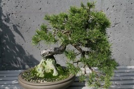 Best Mugo Pine (Pinus mugo mughus) 25 seeds - £3.18 GBP