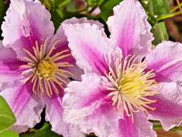 Fast Ship USA Seller 15 Pillu Clematis Seeds Clematis Piilu - £12.44 GBP