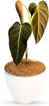 Philodendron Live Gloriosum Zebra Plant| Exotic Houseplant for Living Room - £45.86 GBP