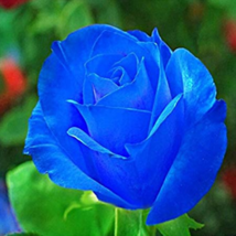 100  Of Midnight Supreme Rose Seeds - $8.67