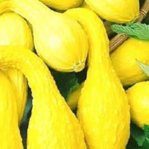 LimaJa Crookneck Yellow Squash 5 Seeds | NON-GMO | Heirloom | Fresh Garden - £3.00 GBP