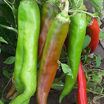 25 Seeds Numex Big Jim Pepper Vegetables Garden - £7.71 GBP