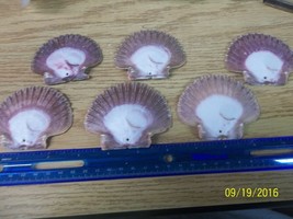 6 drilled pectin flats sea shells good sized uniform color matches as well - $8.07
