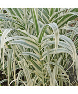 Arundo Donax Peppermint Stick Giant Reed Ornamental Grass 1 Plant Beauti... - $33.97