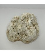 Large Natural BRAIN CORAL Fossil Ocean Specimen 8&quot; x 7&quot; x 5&quot;  7 Pounds 3... - €61,92 EUR