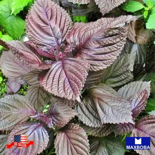 325+ Shiso Herb Seeds (Perilla) Purple (Red) Non Gmo Heirloom Fresh Garden - £5.47 GBP