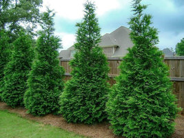 Murray Cypress 2.5" pot 6-12" tall image 2