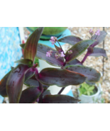 Tripogandra Serrulata Purple Scimitars Tradescantia Elongata - Wandering Jewel - £4.67 GBP