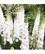 100 Pcs Delphinium Seedling Muti Color Delphinium Consolida Organic Japa... - $258.35 MXN