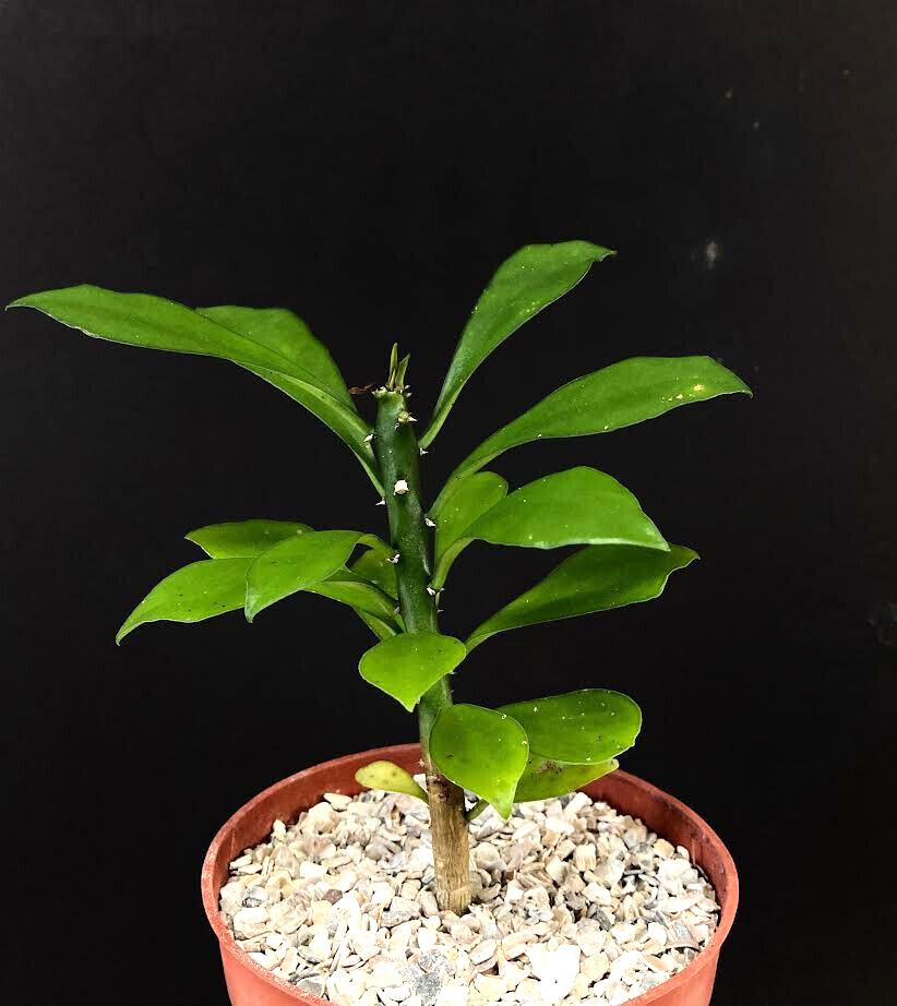 Euphorbia Neriifolia rare flowering exotic succulent tree cactus plant 4" - $14.84