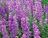 Lilac Rocket Larkspur Seeds Purple Delphinium Consolida Pink Flower Seed  - £4.64 GBP