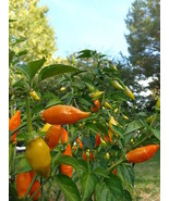 Habenero de Arbol - Fiery little torches will spice up your life! - $5.25