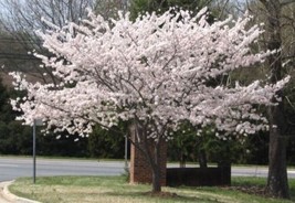 Cherrys Flowering Yoshino Ones Of The Most Popular In The World 2 Trees 2.5in Po - $43.06